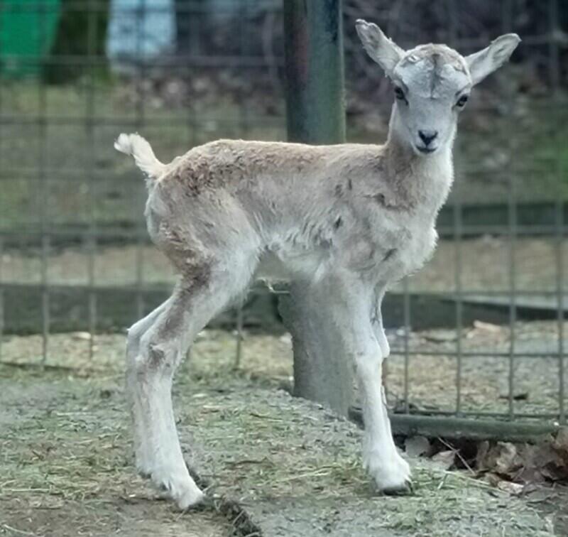 Urial bucharský.