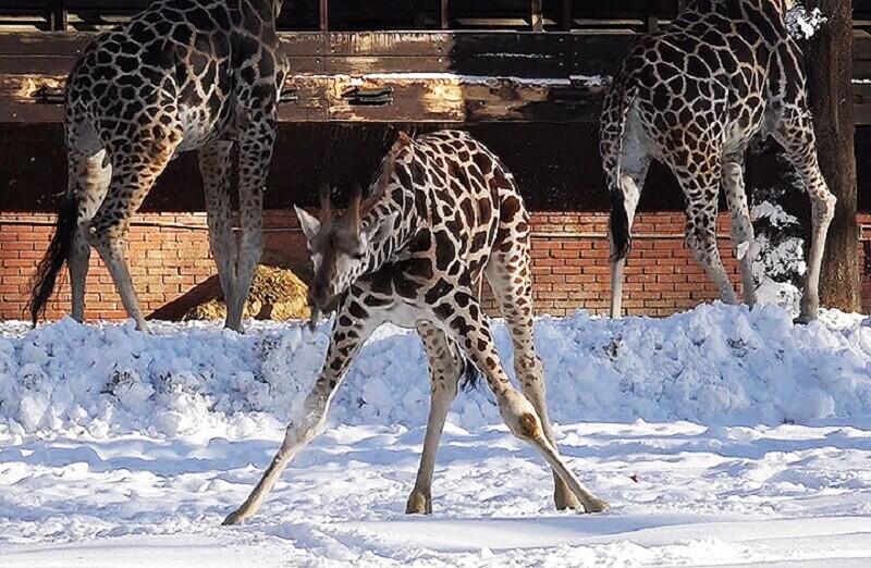Zebry na sněhu v liberecké zoo.Archivní foto Mad