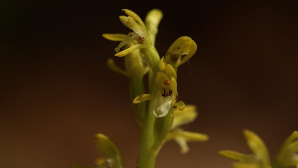 Foto vzácné orchideje je z FB CHKO Český ráj