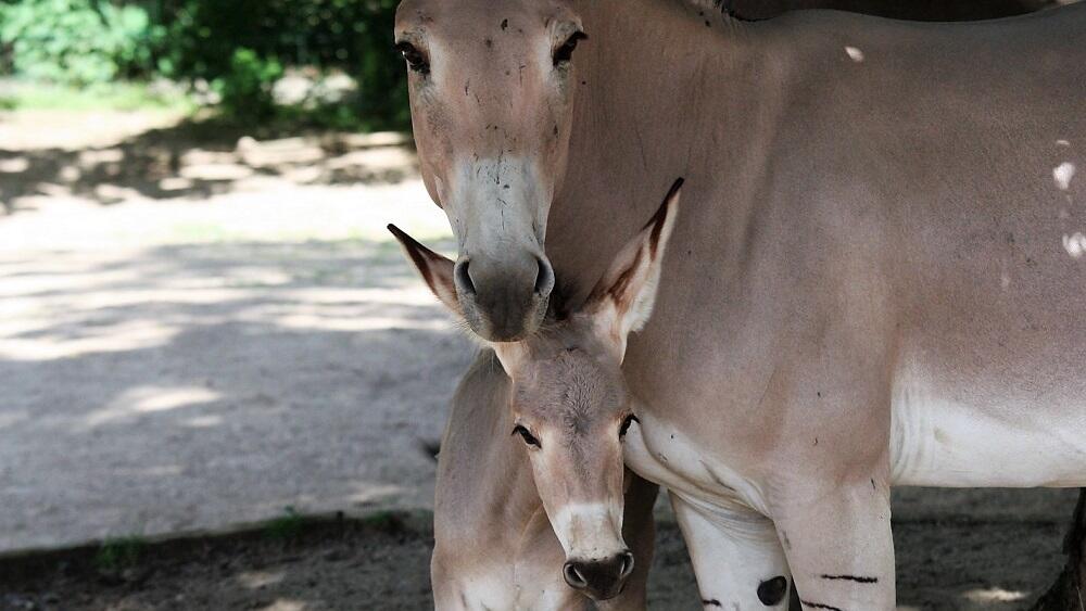 Osel somálský, foto: ZOO Liberec