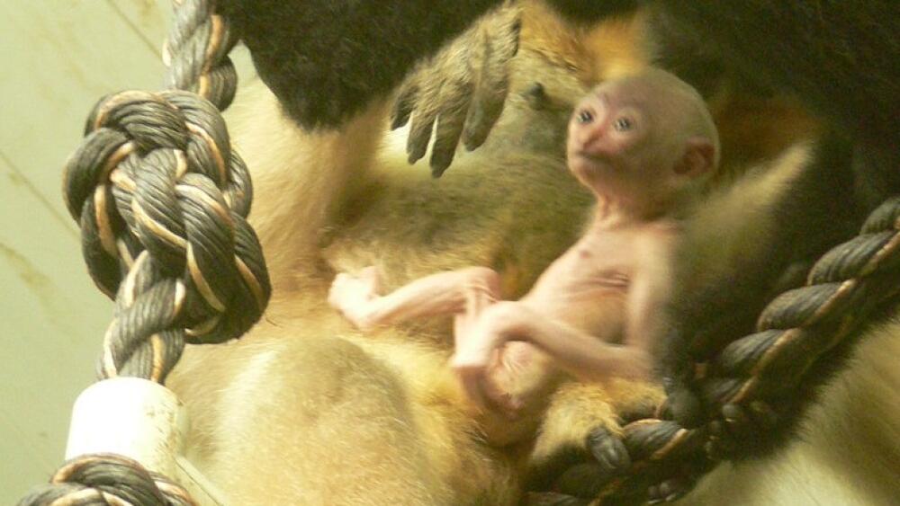 Gibon bělolící, foto: ZOO Liberec