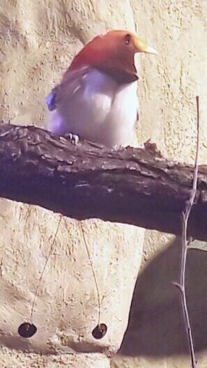 Rajka královská, foto: ZOO Liberec