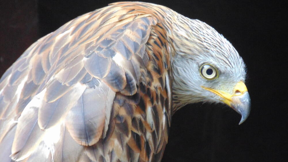 Luňák, foto: Zoo Liberec