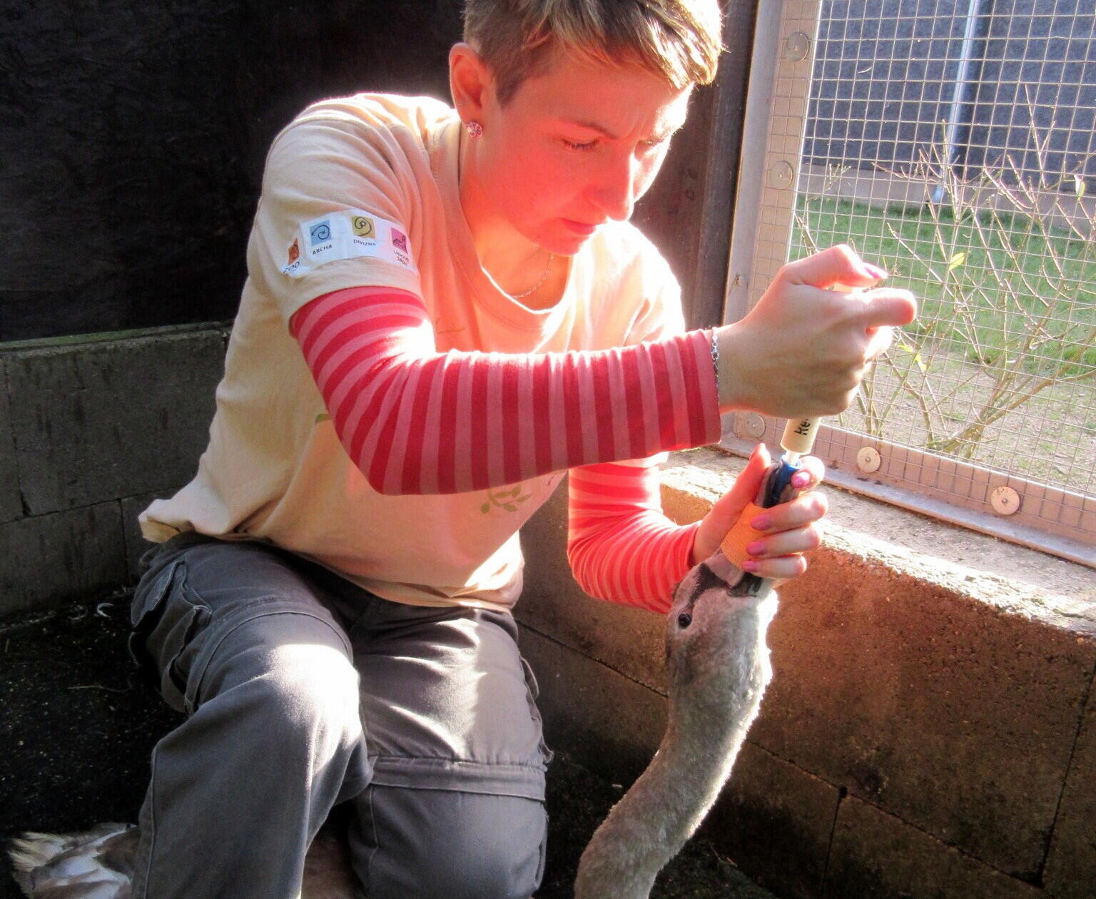 Krmení labutě sondou, foto: Zoo Liberec