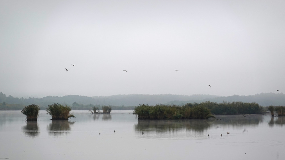 Po Novozámeckém rybníku pluje řada rákosových ostrůvků.