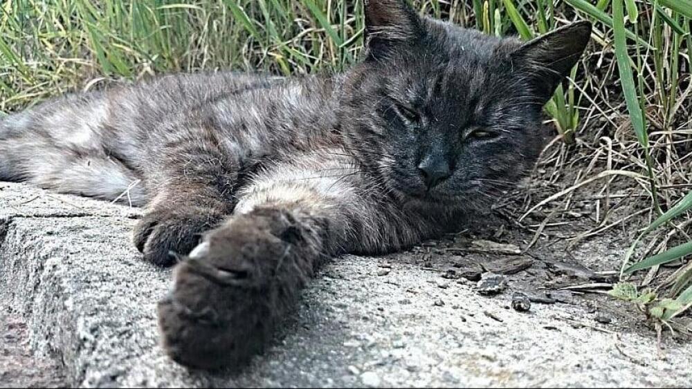 Kocour Kuba, foto: PČR