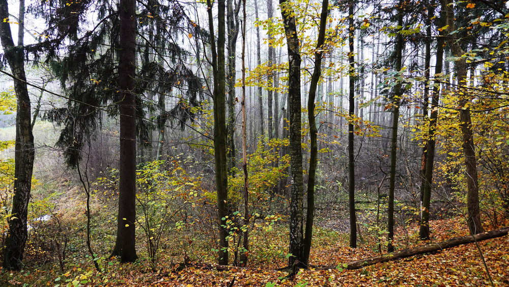 Horní Ploučnici a další prameny ukrývá pralesní mokřad.