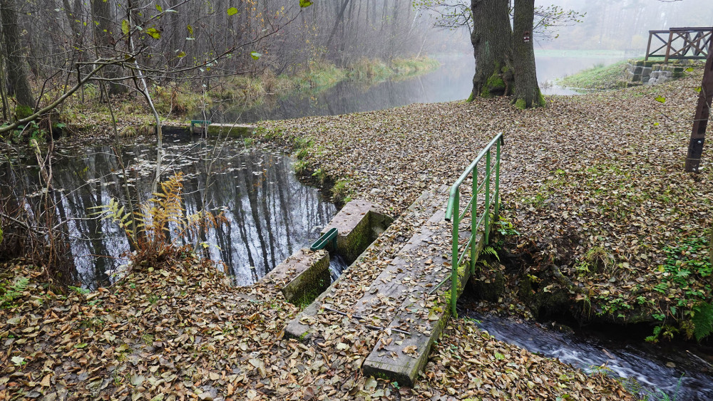 Nejvydatnější pramen Ploučnice, za ním v mlze mizí Jenišovský rybník.
