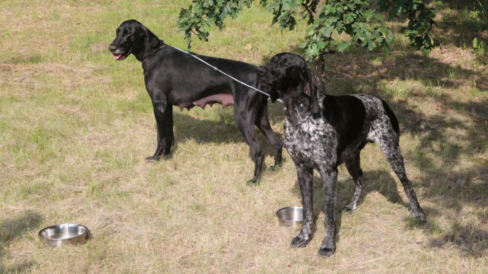 Lovečtí psi, foto: PČR