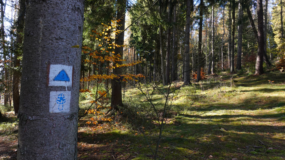 Cesta na vrchol vede pěkným lesem a nemáte šanci na ní zabloudit, protože vás vedou hned dvě značky, klasická modrá a smrž smržovského turistického okruhu.