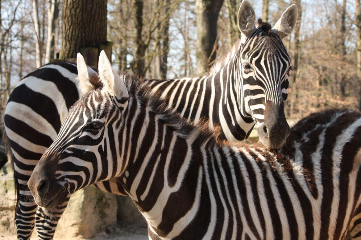 Zebra bezhřívá, foto: ZOO