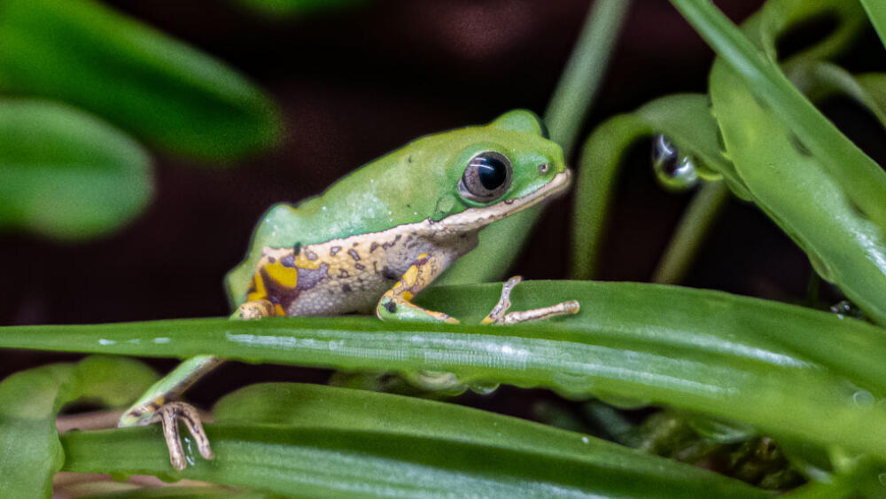 Foto: ZOO Liberec