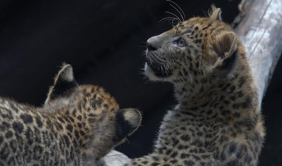 Ilustrační foto, mláďata levhart čínský 2007 Zoo Liberec, foto: Milan Bejbl