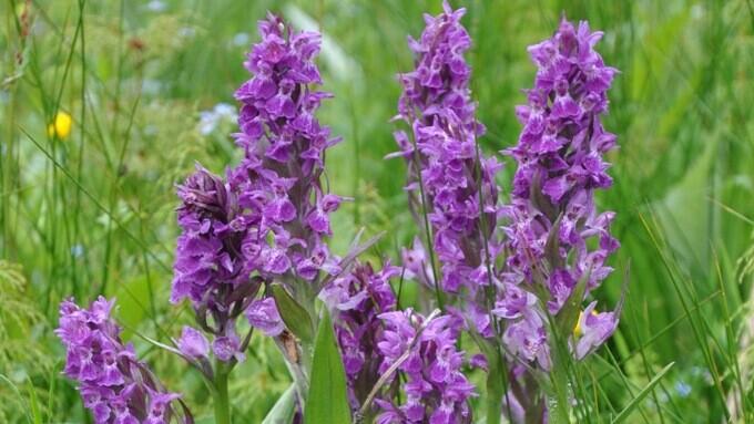 Prstnatec májový, foto: LK