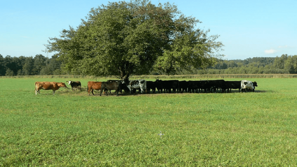 Foto: Státní veterinární správa