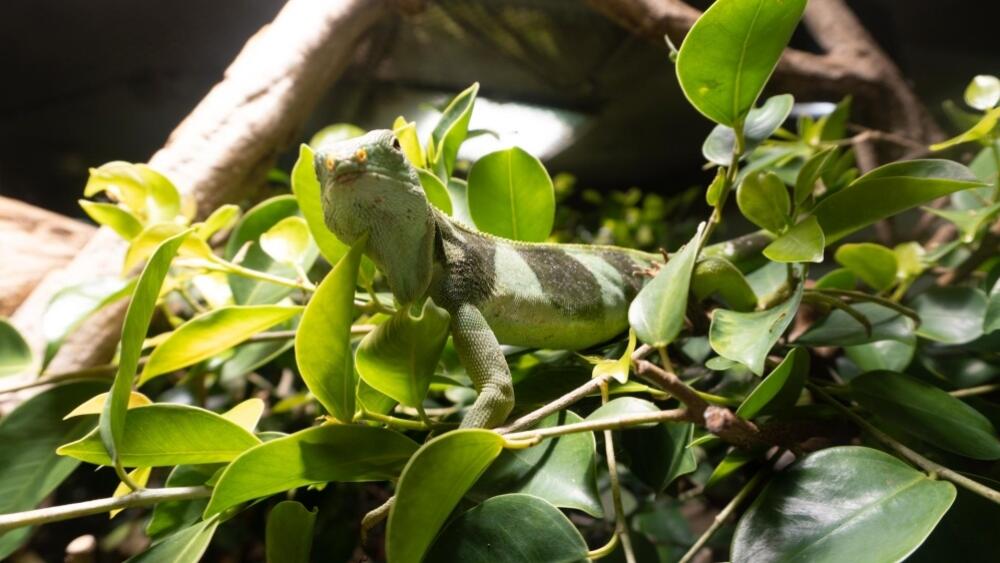 Leguán fidžijský, foto: Zoo Liberec