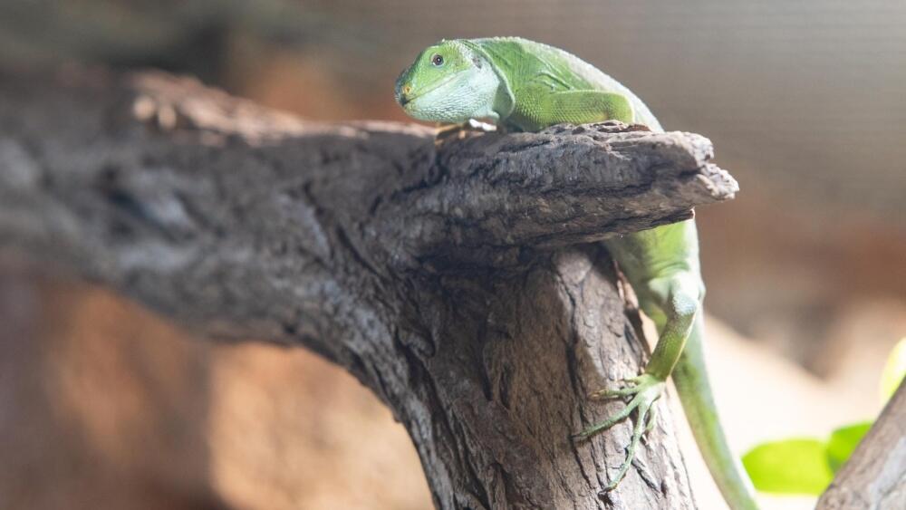 Leguán fidžijský, foto: Zoo Liberec