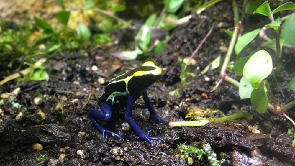 Pralesnička barvířská, foto: Zoo Liberec