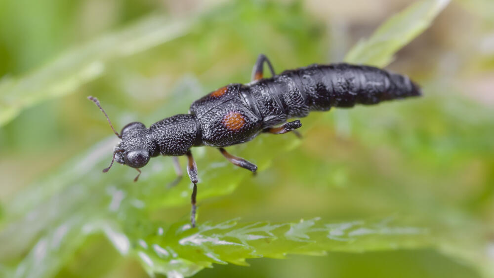 Drabčík, Stenus kiesenwetteri