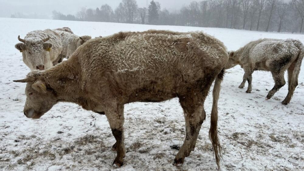 Foto týraného skotu, SVS