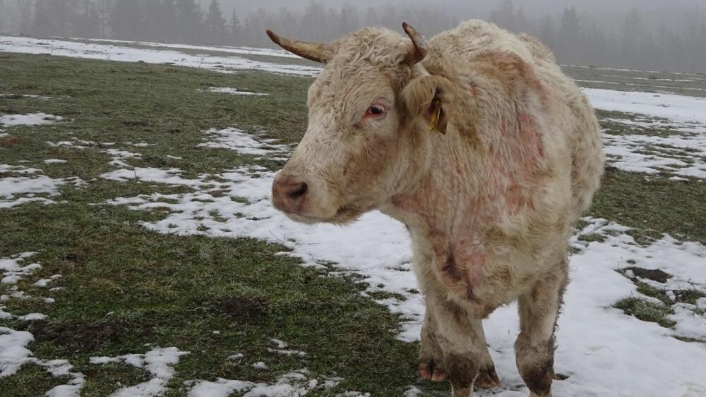 Foto týraného skotu, SVS
