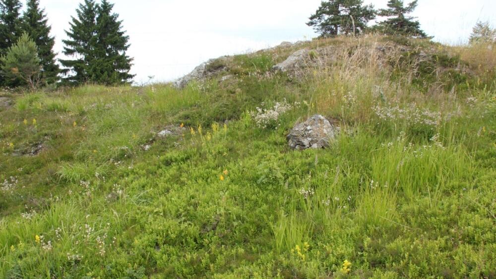 Typický biotop kociánku dvoudomého, foto: Milan Chytrý