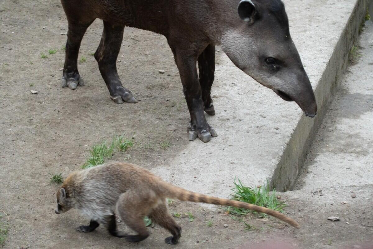 Nosál bělohubý s tapírem, foto: Zoo Liberec
