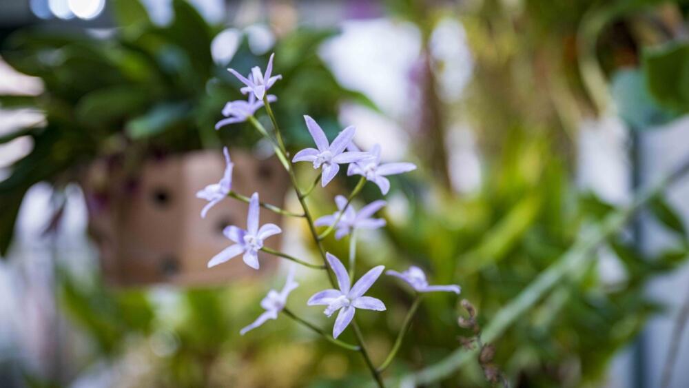 Botanická zahrada, foto: Artur Irma
