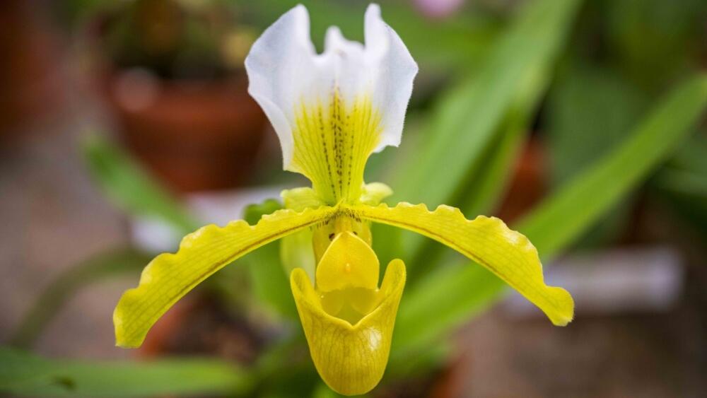 Botanická zahrada, foto: Artur Irma