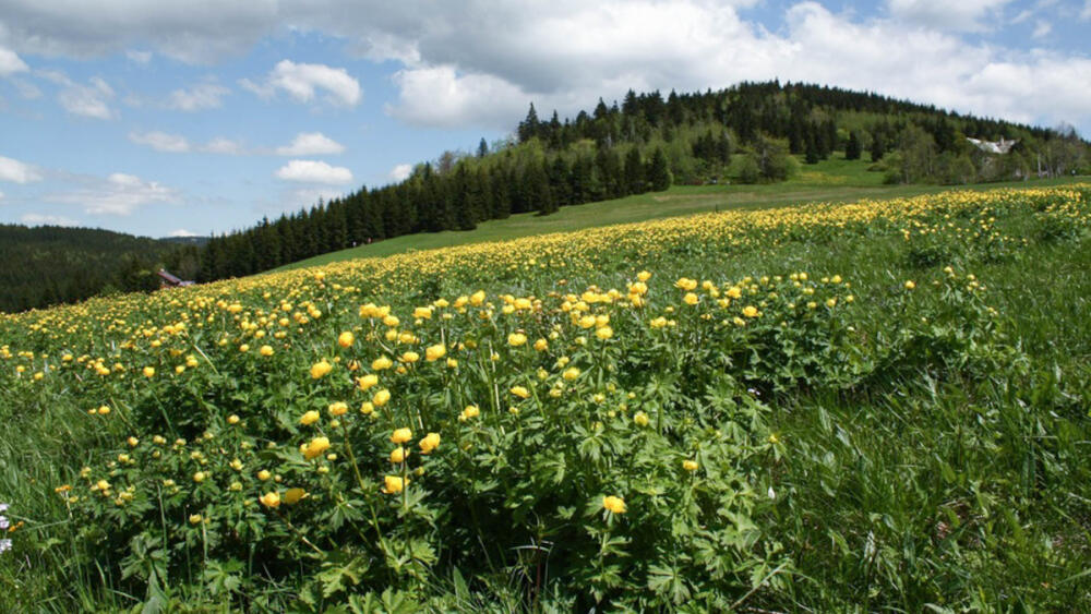 Upolín nejvyšší (Trollius altissimus). Foto: archiv Viléma Pavlů