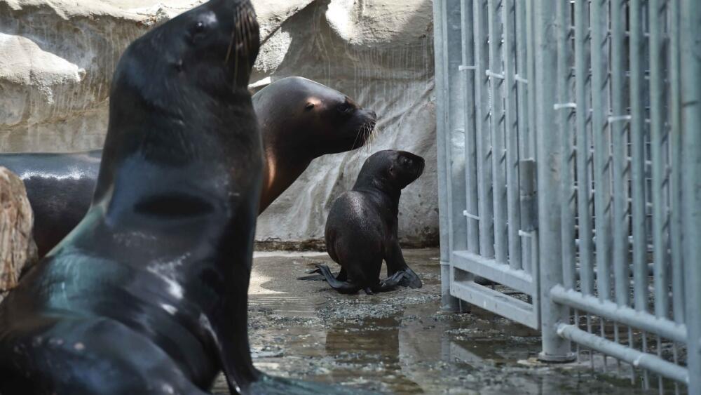 Zoo, foto: Artur Irma