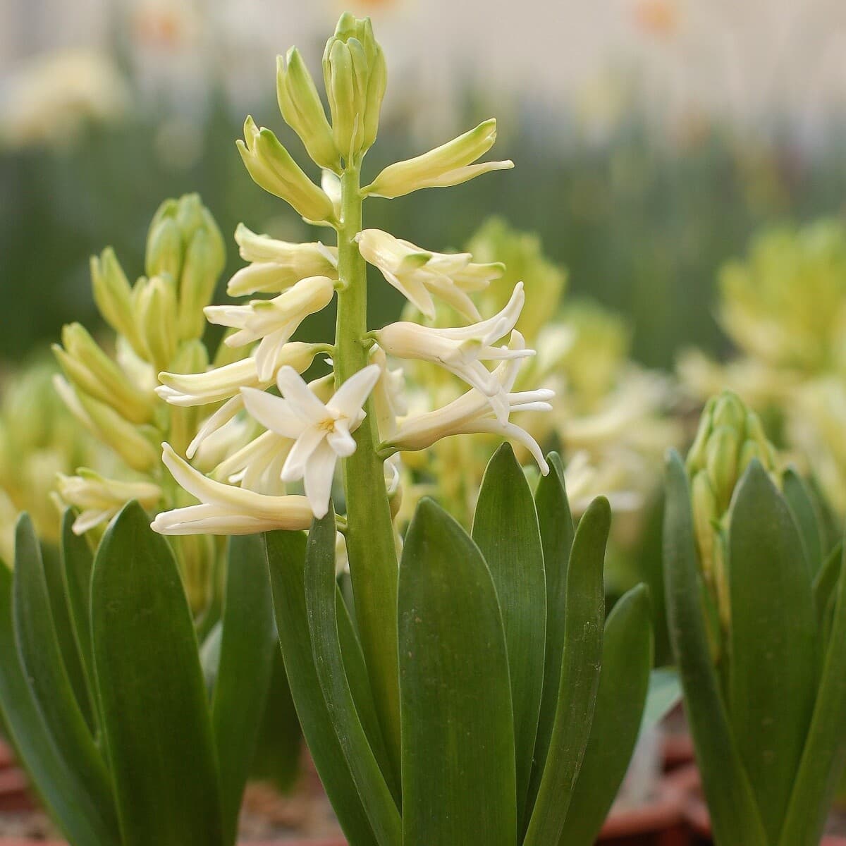 Hyacint, foto: Botanická zahrada v Liberci