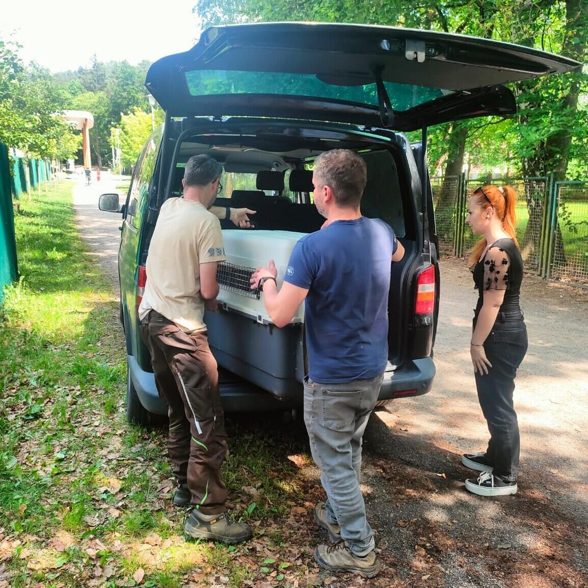 Transport orlosupa bradatého, foto: Zoo Liberec 
