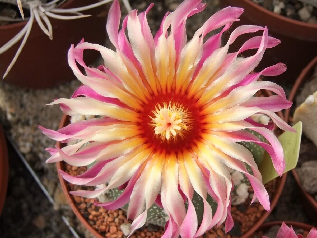 Botanická zahrada, foto: LK