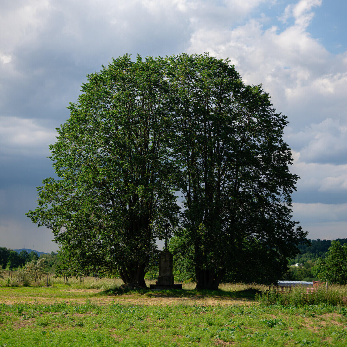Lípy u Wohlmannova kříže, foto: Nadace Partnerství/Lucie Mojžíšová