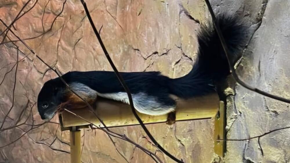 Veverka Prévostova, foto: Zoo Liberec