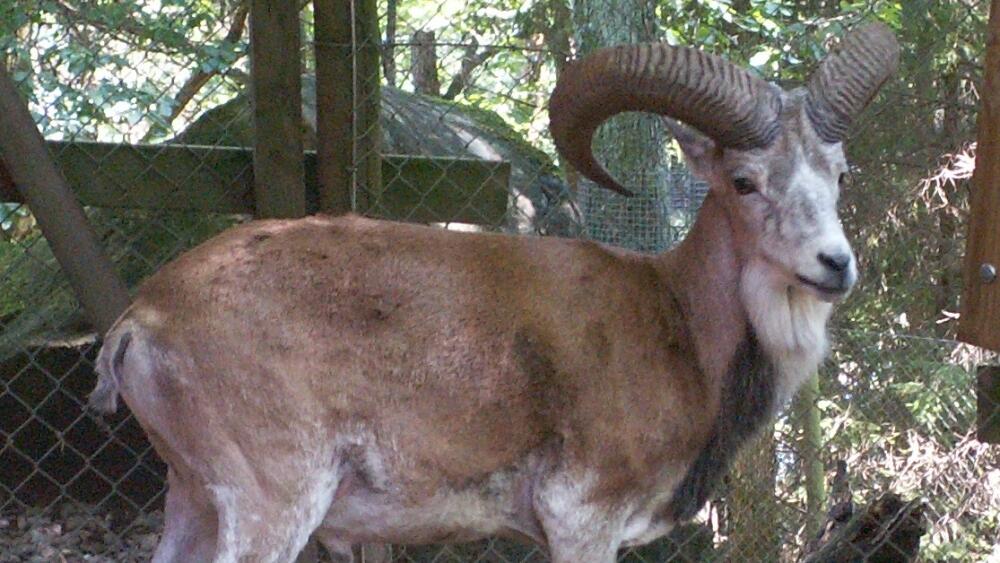 Urial bucharský, foto - zdroj: cs.wikipedia.org