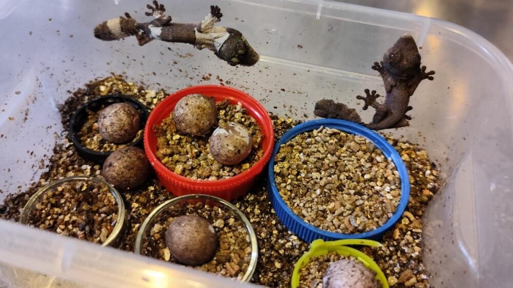Mláďata gekona ploskorepa Henkelova, foto: Zoo Liberec