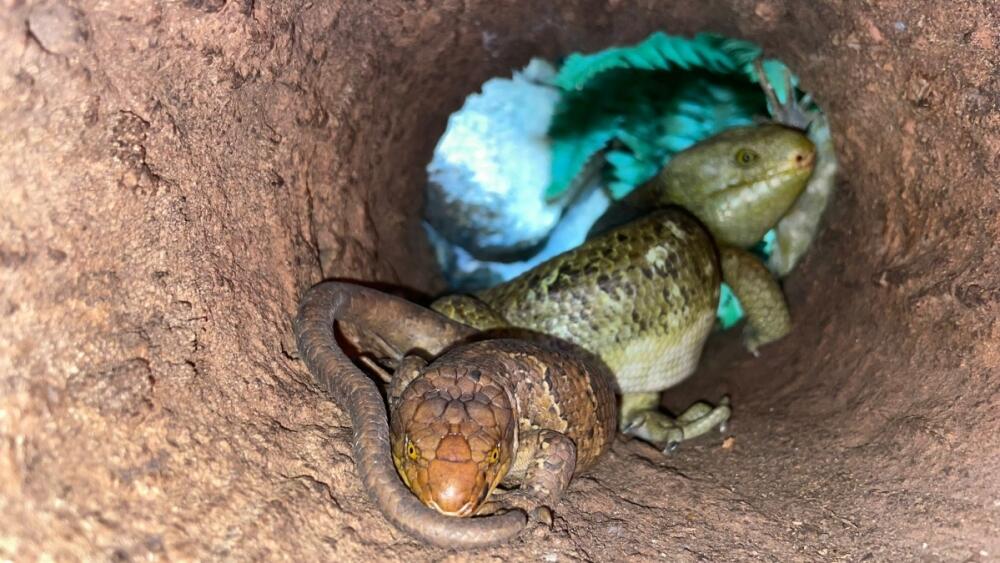 Scink šalamounský s mládětem, fofo: Zoo Liberec