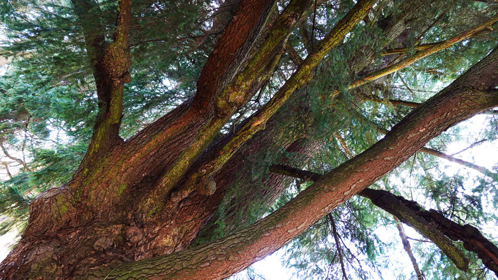 Součástí Malé rohanské obory je arboretum s pozoruhodnými dřevinami. Některé soutěžily i o titul Strom roku.