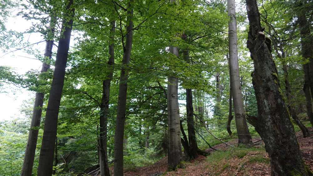 Jizerskohorské bučiny jsou přirozeně rostoucím lesem. 