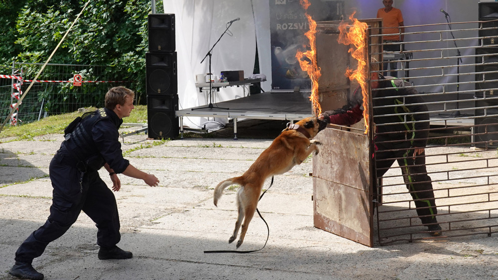 Skvělé akční ukázky výcviku svých psů předvedli psovodi vězeňské služby věznice v Rýnovicích.