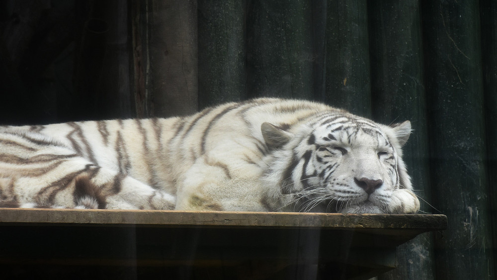 Bílí tygři, kdysi symbol liberecké ZOO, byli, jakožto uměle vyšlechtěný druh, který v ZOO nemá co dělat, trnem v oku i kontrole EAZA.