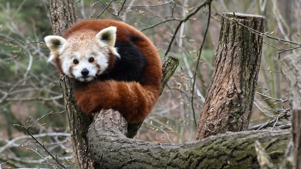 Slavná útěkářka panda červená. Podle zájmu návštěvníků jeden z favoritů, kteří můžou bílé tygry nahradit.