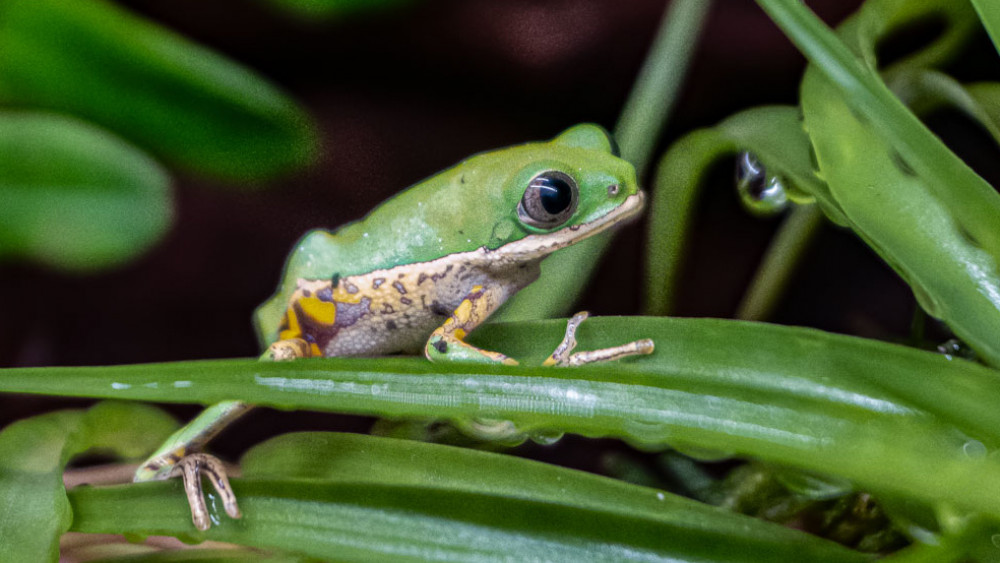 Foto: ZOO Liberec