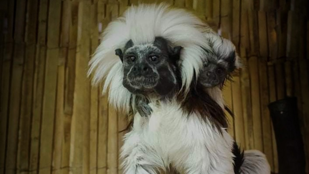 Tamarín pinčí, foto: Soňa Drápalíková
