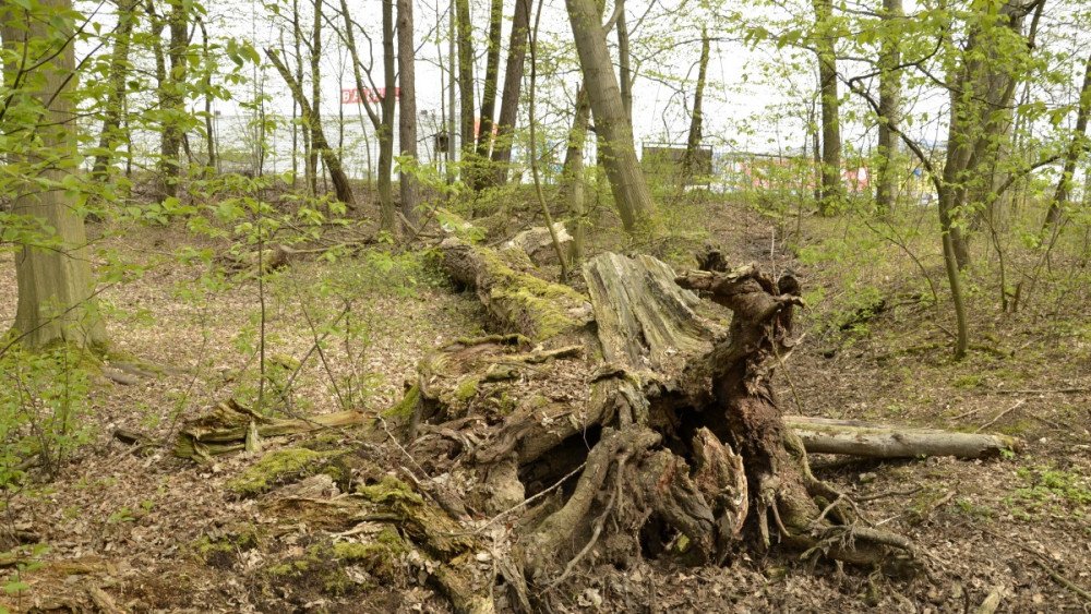 Autor fotografie: Kateřina Burešová