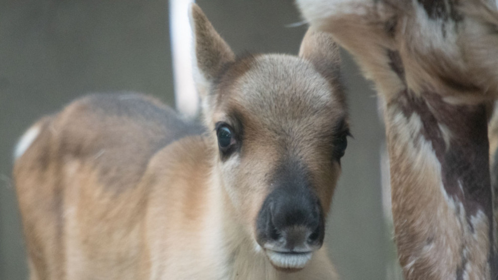 Sob karelský, foto: Zoo Liberec