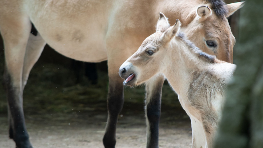 Kůň Převalského, foto: Zoo Liberec