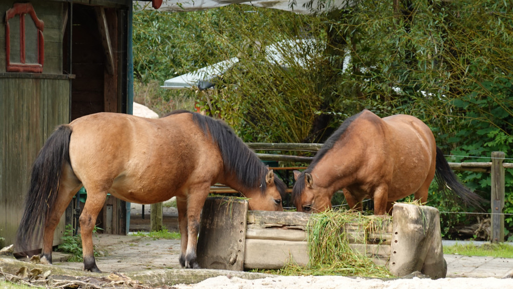 Mezi velké živočichy chované v žitavské ZOO patří velbloudi a koně.